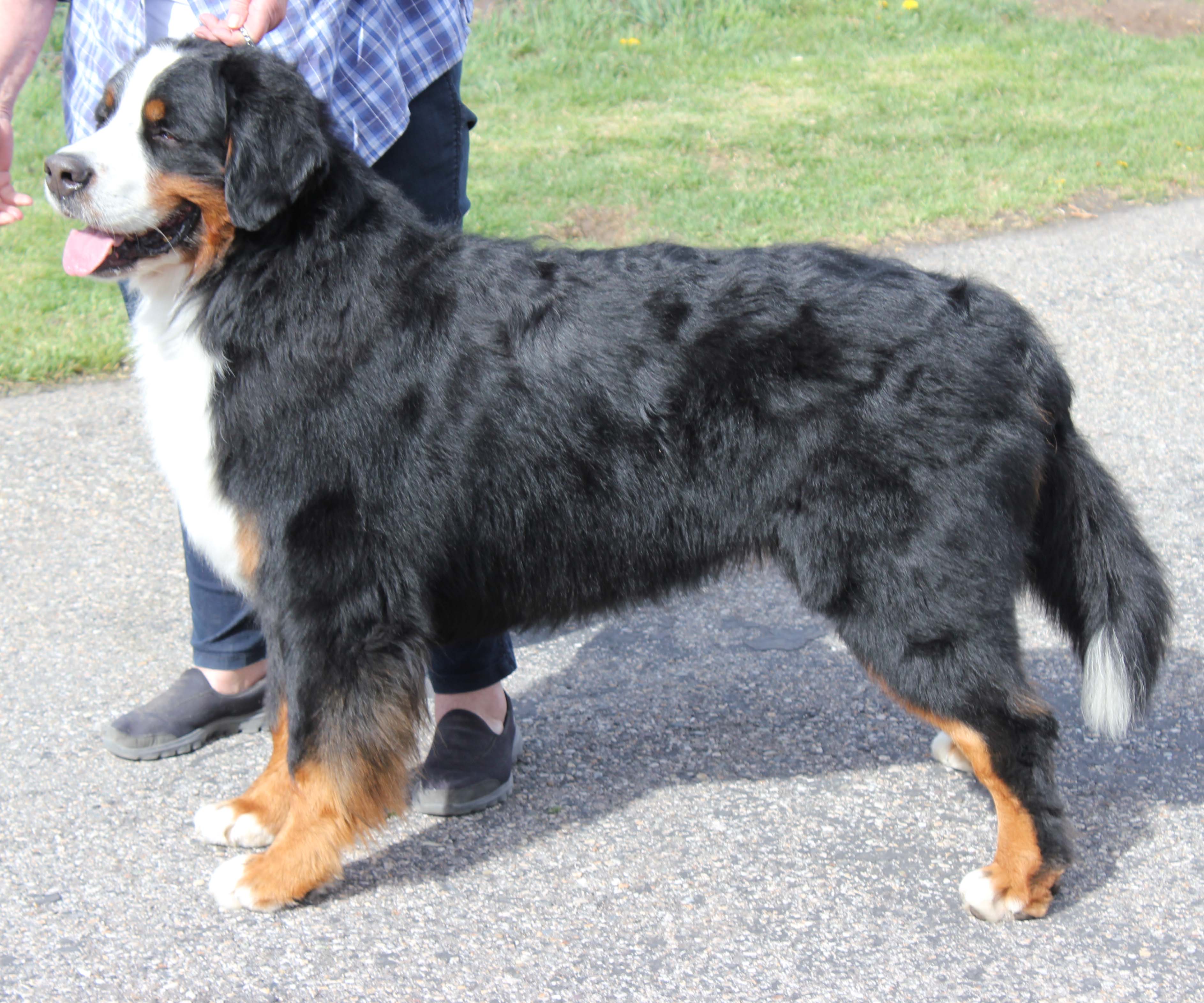 Powder Keg Farm Bernese Photos